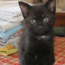 Image pour l'annonce donne 5 chatons