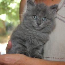 Image pour l'annonce donne 5 chatons