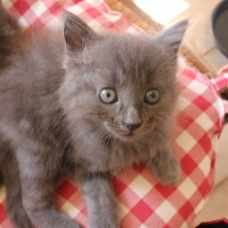 Image pour l'annonce donne 5 chatons