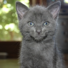Image pour l'annonce donne 5 chatons