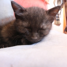 Image pour l'annonce donne 5 chatons