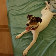 Image pour l'annonce donne chienne