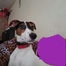 Image pour l'annonce donne chienne
