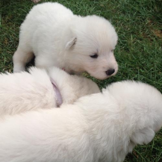 Image pour l'annonce vend berger blanc suisse
