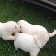 Image pour l'annonce vend berger blanc suisse
