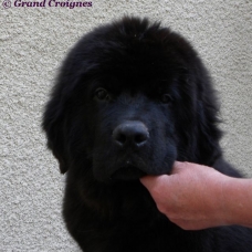 Image pour l'annonce 2 chiots mâles terre-neuve : 1 marron et 1 noir