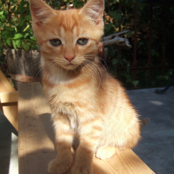 Image pour l'annonce Donne chatons