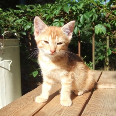 Image pour l'annonce Donne chatons