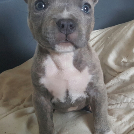 Image pour l'annonce A réserver chiot staff
