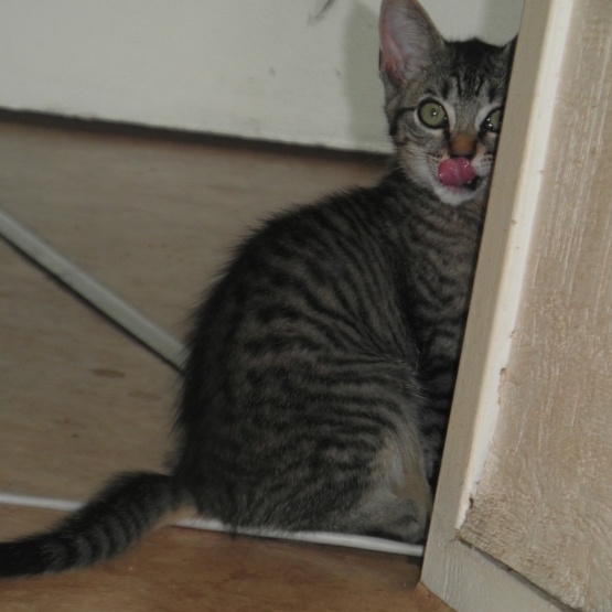 Image pour l'annonce Donne chaton gris tigré aux yeux verts de 4 mois