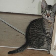 Image pour l'annonce Donne chaton gris tigré aux yeux verts de 4 mois