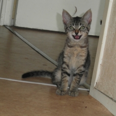 Image pour l'annonce Donne chaton gris tigré aux yeux verts de 4 mois