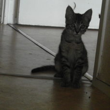 Image pour l'annonce Donne chaton gris tigré aux yeux verts de 4 mois