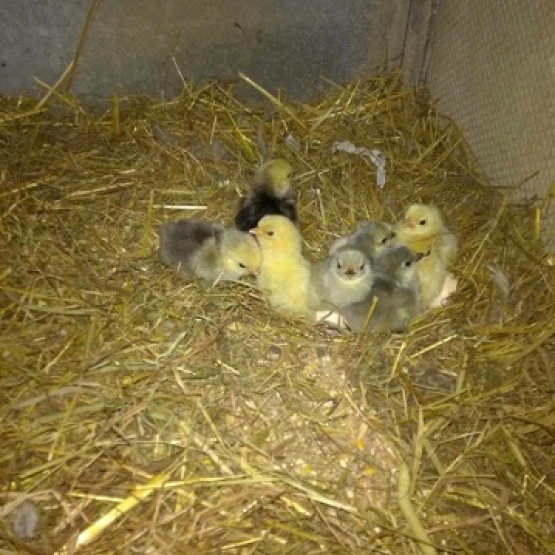 Image pour l'annonce poules / coqs Bantam de Pékin