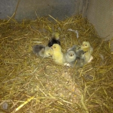 Image pour l'annonce poules / coqs Bantam de Pékin