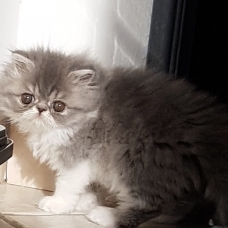 Image pour l'annonce Vend chatons persans loof
