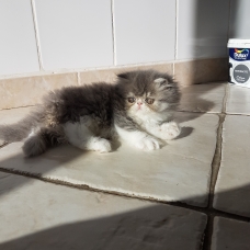 Image pour l'annonce Vend chatons persans loof
