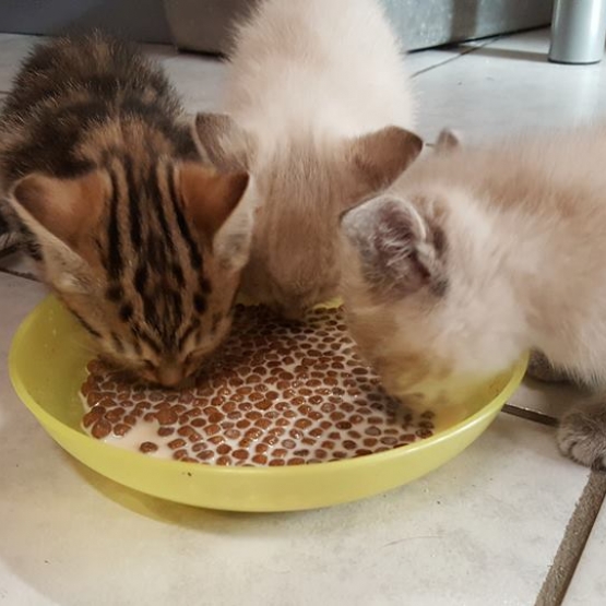 Image pour l'annonce Donne 2 chatons