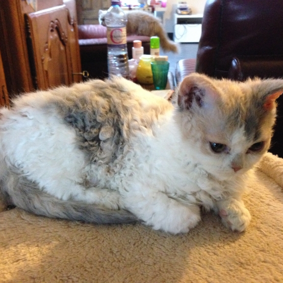 Image pour l'annonce Rare - Chatons Selkirk Rex