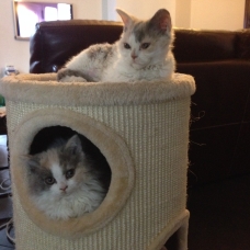 Image pour l'annonce Rare - Chatons Selkirk Rex