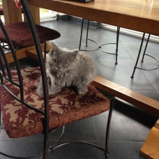 Image pour l'annonce Rare - Chatons Selkirk Rex