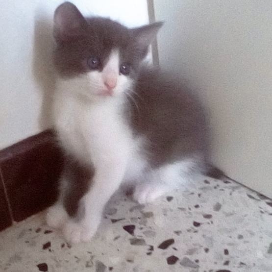 Image pour l'annonce donne chatons males