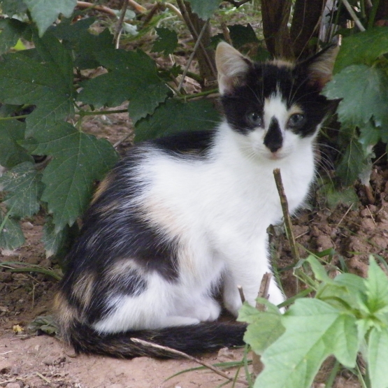 Image pour l'annonce donne chaton femelle