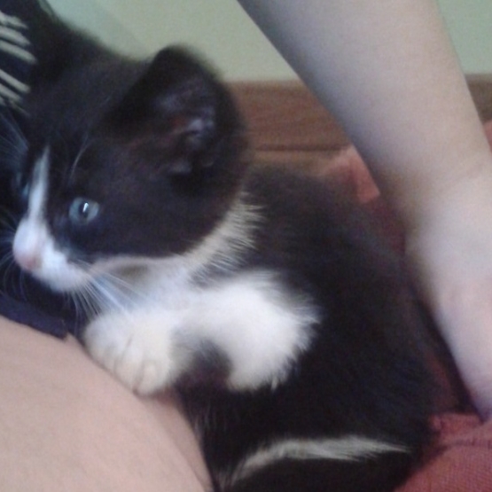 Image pour l'annonce DONNE Chaton Noir et Blanc , yeux bleus