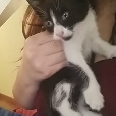 Image pour l'annonce DONNE Chaton Noir et Blanc , yeux bleus