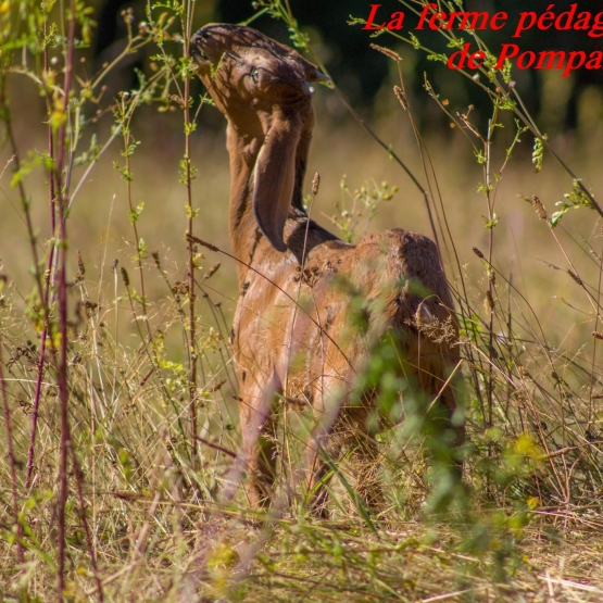 Image pour l'annonce vend chevrette anglo-nubienne pure race