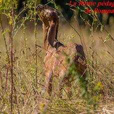 Image pour l'annonce vend chevrette anglo-nubienne pure race