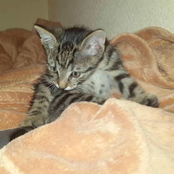 Image pour l'annonce donne chaton