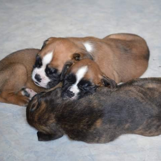 Image pour l'annonce Chiots boxers pure race