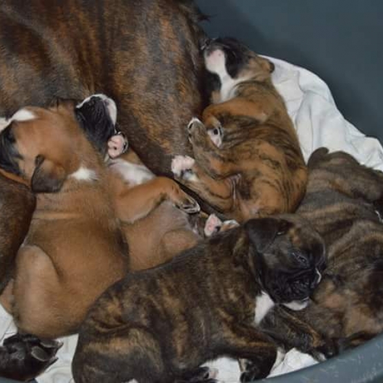 Image pour l'annonce Chiots boxers pure race