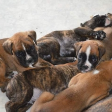Image pour l'annonce Chiots boxers pure race