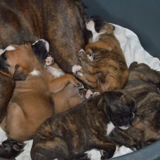 Image pour l'annonce Chiots boxers pure race