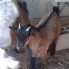Image pour l'annonce Vend Bouc Entier Reproducteur