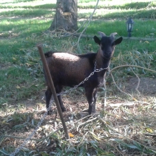 Image pour l'annonce Vend Bouc Entier Reproducteur