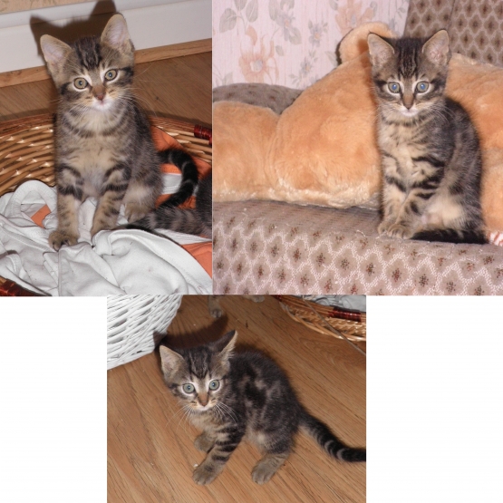 Image pour l'annonce donne 3 chatons: 2 femelles 1male