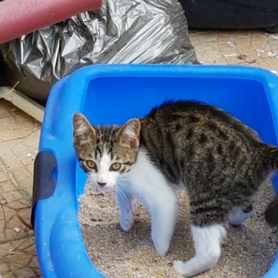 Image pour l'annonce Donne petit chaton mâle contre bons soins.