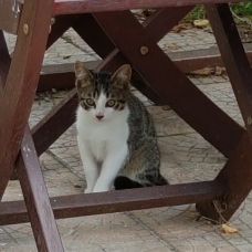 Image pour l'annonce Donne petit chaton mâle contre bons soins.