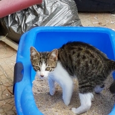 Image pour l'annonce Donne petit chaton mâle contre bons soins.