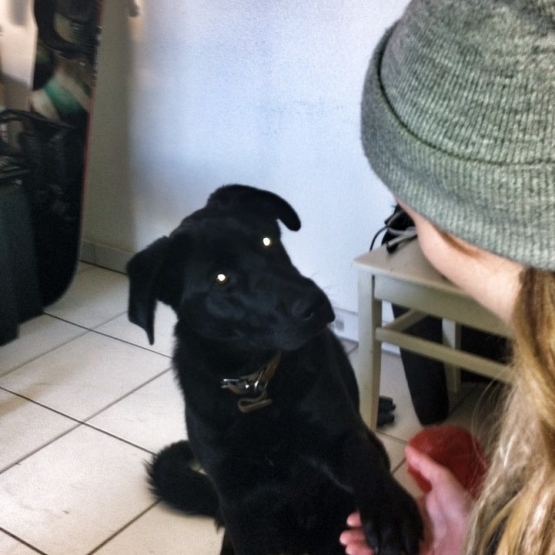Image pour l'annonce Donne chiot Labrador/Berger-Allemand Décembre