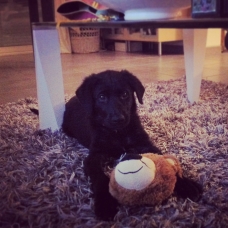 Image pour l'annonce Donne chiot Labrador/Berger-Allemand Décembre