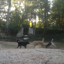 Image pour l'annonce Donne chiot Labrador/Berger-Allemand Décembre