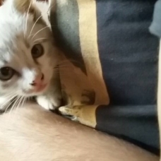 Image pour l'annonce donne chaton