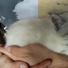 Image pour l'annonce donne chaton
