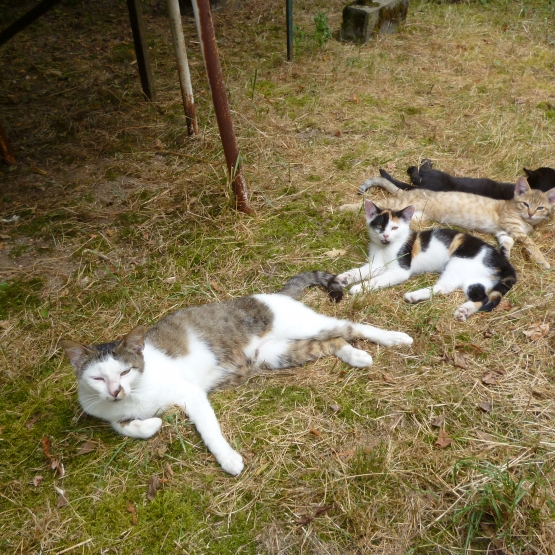 Image pour l'annonce A donner 1 chaton