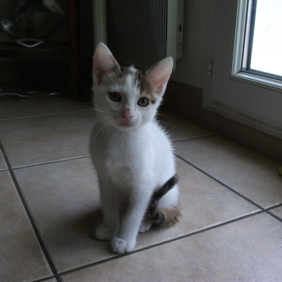 Image pour l'annonce donne chatons adorables
