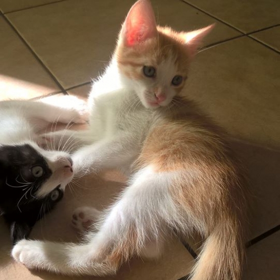 Image pour l'annonce donne chatons adorables